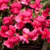 Antirrhinum Candelabra Pink Antirrhinum Majus 'Pink' -Plant Flower Store Antirrhinum Candelabra Pink 0014304 85110.1671006087