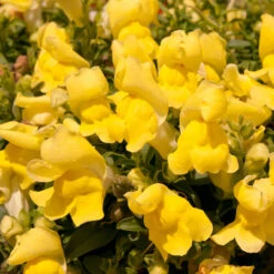 Antirrhinum Candelabra Yellow Antirrhinum Majus 'Yellow' -Plant Flower Store Antirrhinum Candelabra Yellow 0014307 2 13049.1671006249