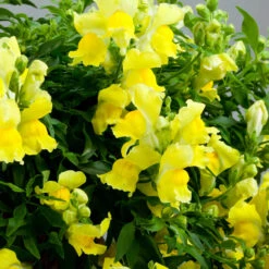 Antirrhinum Candelabra Yellow Antirrhinum Majus 'Yellow' -Plant Flower Store Antirrhinum Candelabra Yellow 0014307 3 46058.1671006233