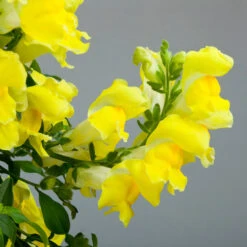 Antirrhinum Candelabra Yellow Antirrhinum Majus 'Yellow' -Plant Flower Store Antirrhinum Candelabra Yellow 0014307 4 01084.1671006233