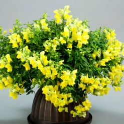 Antirrhinum Candelabra Yellow Antirrhinum Majus 'Yellow' -Plant Flower Store Antirrhinum Candelabra Yellow 0014307 5 69504.1671006249