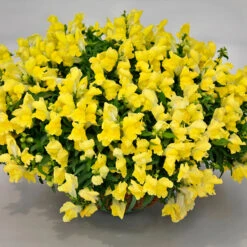 Antirrhinum Candelabra Yellow Antirrhinum Majus 'Yellow' -Plant Flower Store Antirrhinum Candelabra Yellow 0014307 6 39561.1671006233