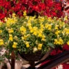 Antirrhinum Candelabra Yellow Antirrhinum Majus 'Yellow' -Plant Flower Store Antirrhinum Candelabra Yellow 0014307 37383.1671006233