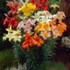 Lilium Mixed Asiatic 14/16cm Lily -Plant Flower Store Asiatic Hybrid Lilies Mix 89261.1649152790