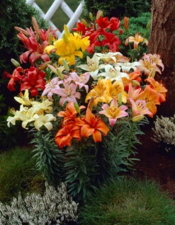 Lilium Mixed Asiatic 14/16cm Lily