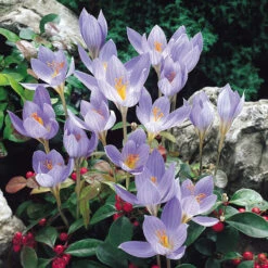 Autumn Flowered Crocus Collection Autumn Flowered Crocus Collection -Plant Flower Store Autumn Flowered Crocus Collection 1021441 2 37511.1655214833