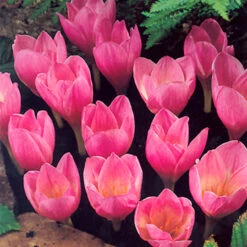 Autumn Flowered Crocus Collection Autumn Flowered Crocus Collection -Plant Flower Store Autumn Flowered Crocus Collection 1021441 4 64787.1655214832