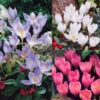 Autumn Flowered Crocus Collection Autumn Flowered Crocus Collection -Plant Flower Store Autumn Flowered Crocus Collection 1021441 53495.1655214833