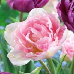 Award Winning Tulip Collection 50 Award Winning Tulip Collection -Plant Flower Store Award Winning Tulip Collection 1021461 2 46648.1654855769