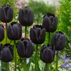 Award Winning Tulip Collection 50 Award Winning Tulip Collection -Plant Flower Store Award Winning Tulip Collection 1021461 3 72169.1654855770