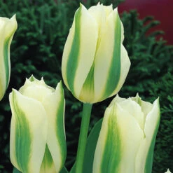 Award Winning Tulip Collection 50 Award Winning Tulip Collection -Plant Flower Store Award Winning Tulip Collection 1021461 4 81445.1654855770