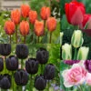 Award Winning Tulip Collection 50 Award Winning Tulip Collection 2 Award Winning Tulip Collection 50 Award Winning Tulip Collection -Plant Flower Store Award Winning Tulip Collection 1021461 18255.1654855770