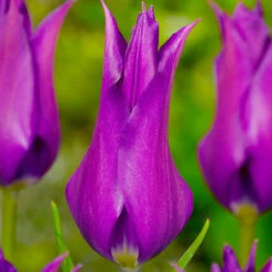 Tulip Fluted Bargain Collection (Saver Sized Bulbs) -Plant Flower Store Bargain Fluted Tulip Collection 10 11cm 1019029 10 17653.1687863397