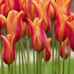 Tulip Fluted Bargain Collection (Saver Sized Bulbs) -Plant Flower Store Bargain Fluted Tulip Collection 10 11cm 1019029 12 96335.1657630688