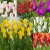 Tulip Fluted Bargain Collection (Saver Sized Bulbs) -Plant Flower Store Bargain Fluted Tulip Collection 10 11cm 1019029 13 03853.1687863398