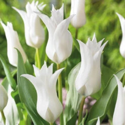 Tulip Fluted Bargain Collection (Saver Sized Bulbs) -Plant Flower Store Bargain Fluted Tulip Collection 10 11cm 1019029 6 01211.1687863397
