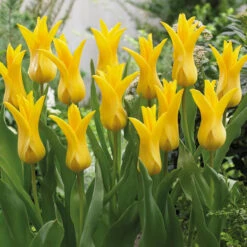 Tulip Fluted Bargain Collection (Saver Sized Bulbs) -Plant Flower Store Bargain Fluted Tulip Collection 10 11cm 1019029 7 03165.1687863397