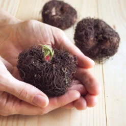 Begonia Multiflora Collection -Plant Flower Store Begonia Tubers 3 4cm 13456.1638288029