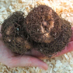 Double Begonia Collection 5/6cm -Plant Flower Store Begonia Tubers 5 6cm 79430.1650442516