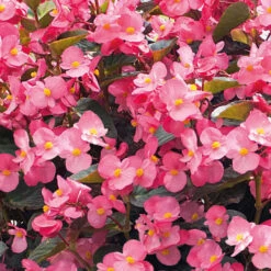 Begonia Big Deluxxe Pink Bronze -Plant Flower Store Begonia Big Deluxxe Pink Bronze 0010140 4 15490.1642084540
