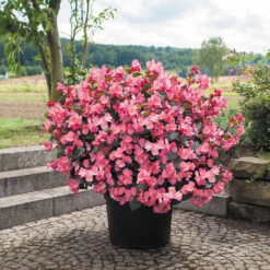 Begonia Big Deluxxe Pink Bronze