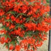 Begonia Firewings Orange Begonia Boliviensis -Plant Flower Store Begonia Firewings Orange 0008181 2 64246.1637754202