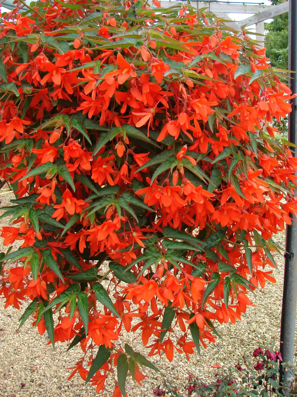 Begonia Firewings Orange Begonia Boliviensis 3 Begonia Firewings Orange Begonia Boliviensis