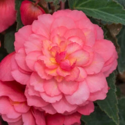 Begonia Fragrant Sweet Spice Bounty 7 Begonia Fragrant Sweet Spice Bounty -Plant Flower Store Begonia Fragrant Sweet Spice Bounty 0011400 2 23389.1625655672