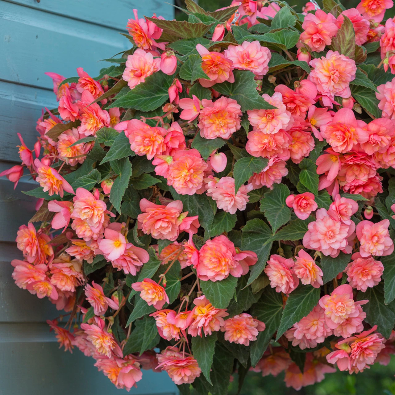 Begonia Fragrant Sweet Spice Bounty 5 Begonia Fragrant Sweet Spice Bounty - Image 3