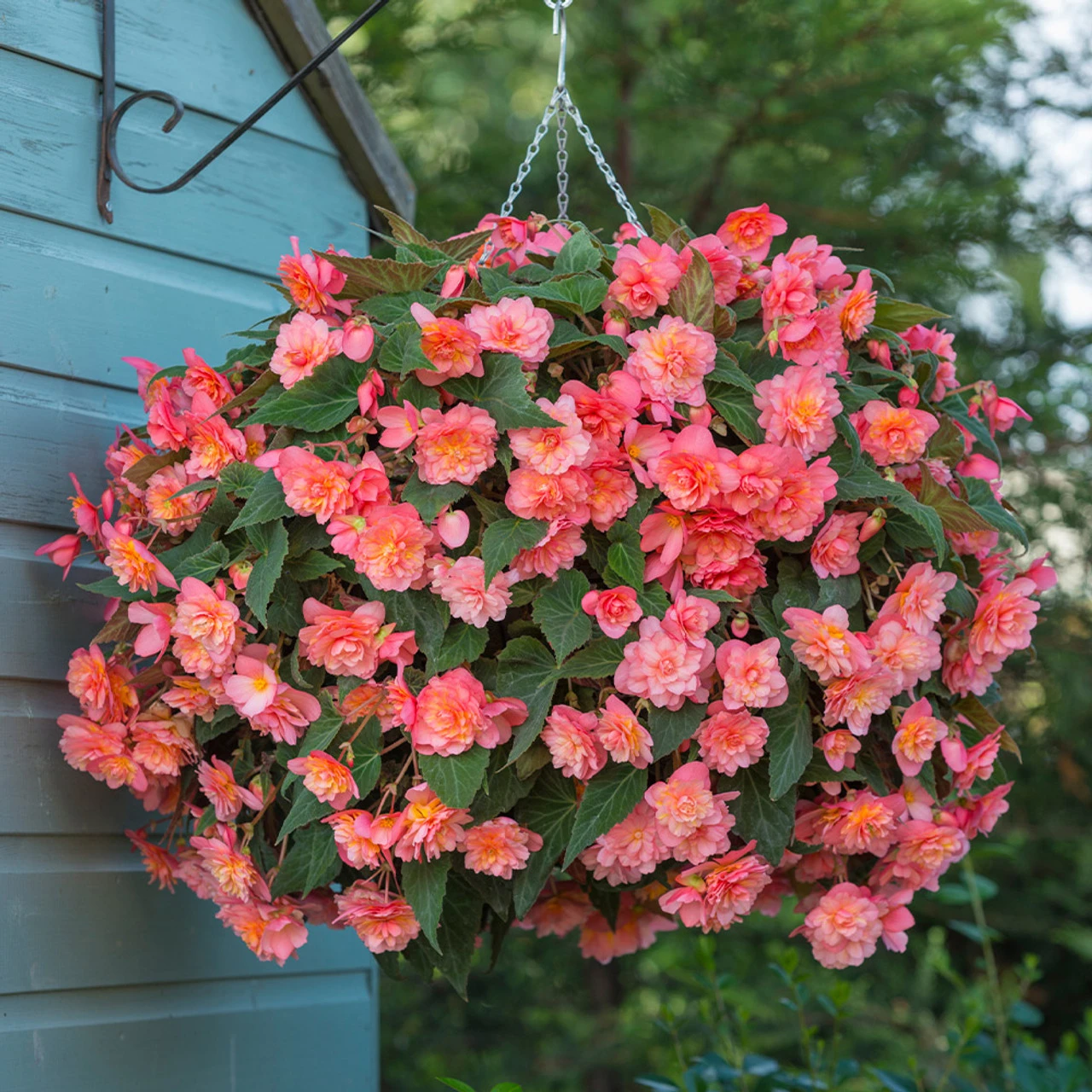 Begonia Fragrant Sweet Spice Bounty 3 Begonia Fragrant Sweet Spice Bounty