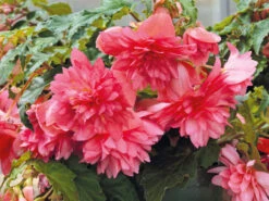 Begonia Funky Pink (Garden Ready) 13 Begonia Funky Pink (Garden Ready) -Plant Flower Store Begonia Funky Pink Garden Ready 0011895 2 49706.1623342878