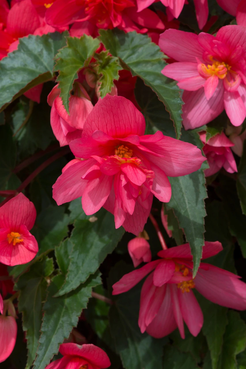 Begonia Funky Pink (Garden Ready) 6 Begonia Funky Pink (Garden Ready) - Image 4
