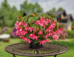 Begonia Funky Pink (Garden Ready) 15 Begonia Funky Pink (Garden Ready) -Plant Flower Store Begonia Funky Pink Garden Ready 0011895 4 65676.1623342886