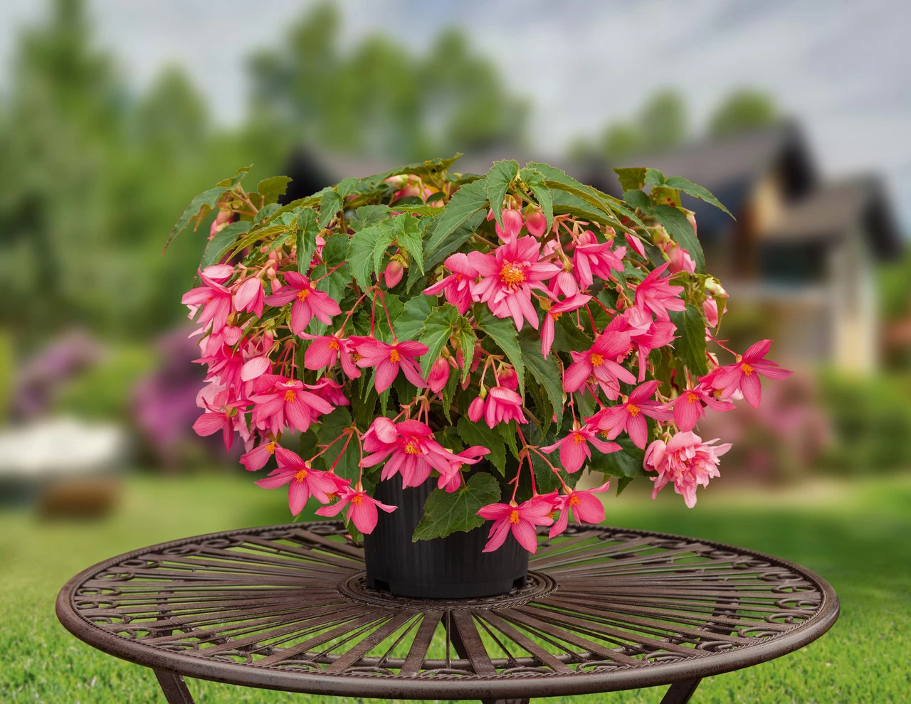 Begonia Funky Pink (Garden Ready) 7 Begonia Funky Pink (Garden Ready) - Image 5
