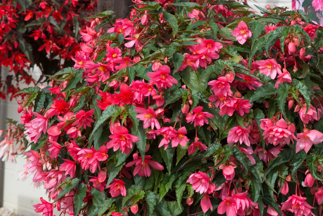Begonia Funky Pink (Garden Ready) 9 Begonia Funky Pink (Garden Ready) - Image 7
