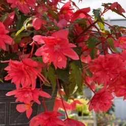 Begonia Funky Pink (Garden Ready) 16 Begonia Funky Pink (Garden Ready) -Plant Flower Store Begonia Funky Pink Garden Ready 0011895 7 07228.1698069831