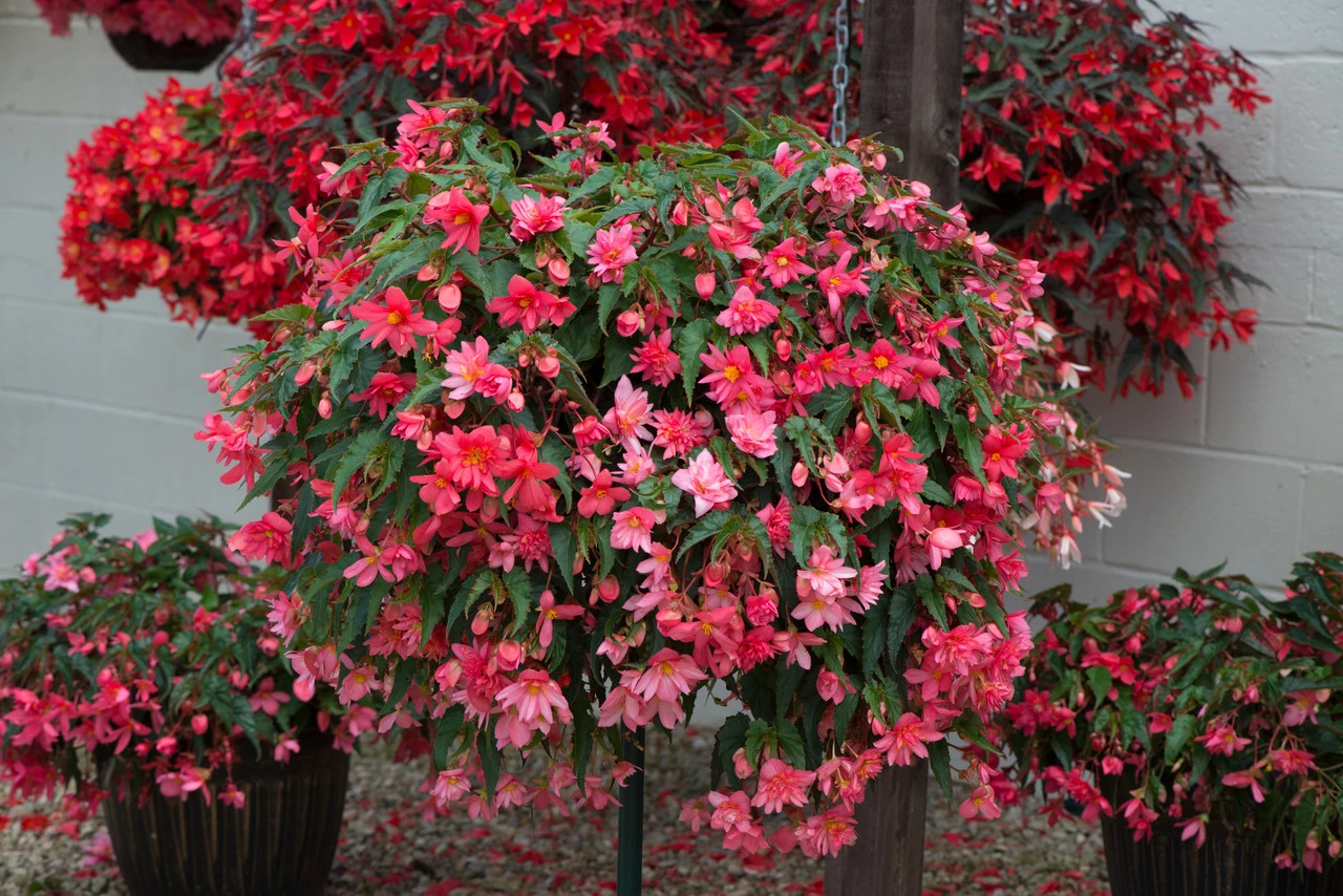Begonia Funky Pink (Garden Ready) 10 Begonia Funky Pink (Garden Ready) - Image 8