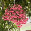 Begonia Funky Pink (Garden Ready) 2 Begonia Funky Pink (Garden Ready) -Plant Flower Store Begonia Funky Pink Garden Ready 0011895 8 58816.1698069831