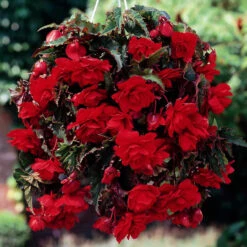 Begonia Giant Pendula Collection -Plant Flower Store Begonia Giant Pendula Collection 1014974 4 07083.1672827819