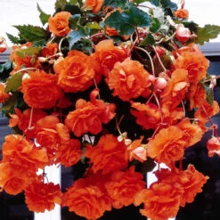 Begonia Giant Pendula Collection -Plant Flower Store Begonia Giant Pendula Collection 1014974 5 37878.1672827819