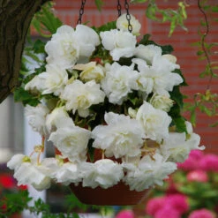 Begonia Giant Pendula Collection -Plant Flower Store Begonia Giant Pendula Collection 1014974 6 38888.1672827819