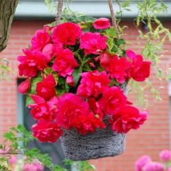 Begonia Giant Pendula Collection -Plant Flower Store Begonia Giant Pendula Collection 1014974 7 97335.1672827820