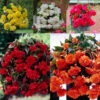 Begonia Giant Pendula Collection -Plant Flower Store Begonia Giant Pendula Collection 1014974 8 78552.1672827820