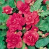 Begonia Illumination Intense Rose -Plant Flower Store Begonia Illumination Intense Rose 0007172 11792.1623341858