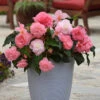 Begonia Majestic Pink -Plant Flower Store Begonia Majestic Pink 0014482 4 07856.1672925129