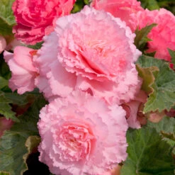 Begonia Majestic Pink -Plant Flower Store Begonia Majestic Pink 0014482 5 29585.1698069682