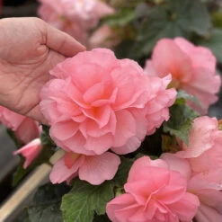 Begonia Majestic Pink -Plant Flower Store Begonia Majestic pink 0014482 3 64316.1698069683