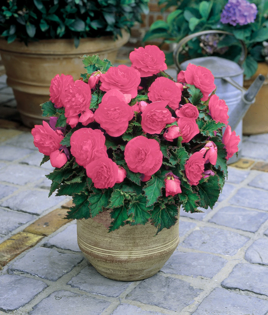 Begonia Non Stop Pink (5-6cm Tubers) Begoniacea 4 Begonia Non Stop Pink (5-6cm Tubers) Begoniacea - Image 2