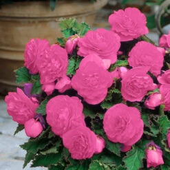Begonia Non Stop Pink (5-6cm Tubers) Begoniacea 8 Begonia Non Stop Pink (5-6cm Tubers) Begoniacea -Plant Flower Store Begonia Non Stop Pink 0002187 4 63588.1643189399