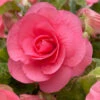 Begonia Non Stop Pink (5-6cm Tubers) Begoniacea -Plant Flower Store Begonia Non Stop Pink 0002187 86567.1643189399